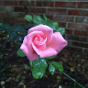 Meet your Posher, Bambi dawn